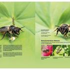 "Blattschneider- und Mörtelbienen Megachile. 23 Megachile-Arten sind in Deutschland bekannt. 2 Arten leben in unserem Garten."  
Großaufnahme einer Biene auf einem grünen Blatt. Rechts Beschreibung von Garten-Blattschneiderbienen. Unten Fotos mit Bienenaktivitäten.