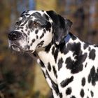 Leider sind keine Texte zu sehen. Es ist ein Dalmatiner mit schwarz-weißen Flecken, der aufmerksam in die Ferne blickt.