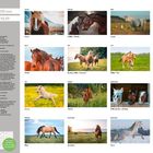 Kalender "Pferde 2027" zeigt Monatsbilder von Pferden: Chico, Willow + Rocky, Lucky, Amber, Buddy + Coffee + Maverick, Stella + Max.