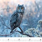 "Mara" steht in einer winterlichen Szene mit einer Eule auf einem Ast. Unten ist ein Kalender für Dezember.