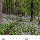 Kalender für Mai/Juni 2027. Ein blühender Wald mit lila Blumen bedeckt den Boden zwischen hohen Bäumen.