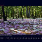 "08 August. Die Erde gilt gemeinhin als wildromantischer Kursschauplatz." Wald mit violetten und weißen Blüten.