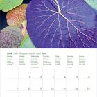 Kalendermonat Juni in mehreren Sprachen oben, Darunter Wasserszenen mit großen, bunten Seerosenblättern.