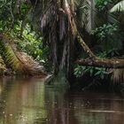 Ein ruhiger Fluss fließt durch einen dichten, grünen Dschungel mit üppigen Palmen und überhängenden Blättern.