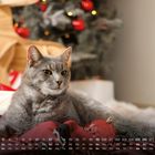 Kalender mit Dezember-Daten. Im Vordergrund liegt eine graue Katze auf roten Decken, Hintergrund: Weihnachtsbaum und Holzdeko.