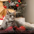 Kalender für Dezember. Graue Katze liegt auf einer Decke, im Hintergrund ein Weihnachtsbaum und ein Holzrentier.