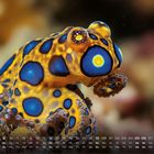Kalender mit blau-gelbem Tintenfisch. Datum von 1 bis 31, Tag und Monat. Zahl 12 unten rechts.
