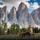 Text: "Kuh vor Geislergruppe 12". Eine Kuh steht vor einer beeindruckenden Bergkulisse mit Nadelbäumen.