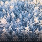 Kalender mit Dezember-Daten unten. Verschneiter Wald: Bäume dicht mit Schnee bedeckt. Serene Winterlandschaft.