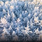 Kalender mit Dezemberdaten. Schneebedeckter Wald mit Sonnenlicht auf den Spitzen der Bäume.