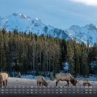 "Elch, Banff Nationalpark" und Nummer "12" unten. 
Elche grasen vor einem Wald, dahinter schneebedeckte Berge.
