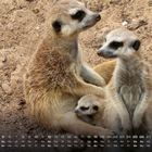 Datenreihe unten: Kalender mit Tagen und Wochentagen. Drei Erdmännchen auf sandigem Boden, zwei groß, eines klein.