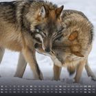Kalender für Dezember, mit zwei Wölfen, die sich zärtlich berühren, auf schneebedecktem Hintergrund.