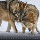 Kalender für Dezember mit zwei Wölfen in liebevoller Umarmung auf schneebedecktem Boden.