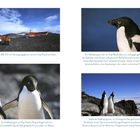 Text: Ein Bell 212 mit Versorgungsgütern wird am Kap Royds entladen. Zwei Adéliepinguine, glänzendes Gefieder, auf Felsen.