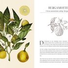 "Bergamotte, Citrus aurantium subsp. bergamia." Links: Illustration mit Blättern, Blüten, Früchten und einer Biene. Rechts: Text über Bergamotte.