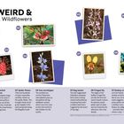 WA'S WEIRD & Wonderful Wildflowers. Acht Fotos von einzigartigen Wildblumen, nummeriert von 01 bis 08.
