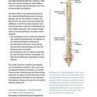 Texte: Überblick über das Nervensystem, Neuronale Bahnen – Kommunikationswege im Nervensystem. Illustration: wirbelsäule.