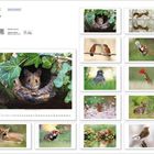 "Wildlife Julian Rad". Verschiedene Tierfotos in einer Kalenderanordnung, darunter Maus, Eichhörnchen, Vögel und Fuchs.