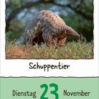 "Schuppentier", "Dienstag 23 November". Ein Schuppentier steht im Gras, in einem natürlichen Umfeld.