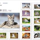 „Samtpfoten“, mehrere Katzenbilder in verschiedenen Umgebungen. Oben links: „Korsch Verlag“, darunter weiß-schwarze Katze.