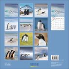 KORSCH VERLAG, MADE IN GERMANY. Zwölf Pinguinbilder in einem Gitter, darunter verschiedene Pinguinarten in Schneelandschaften.