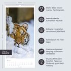 Starke Tierfotografien, hautnahe Aufnahmen, Kalender mit Feiertagen. Ein Tigerkopf ragt aus dem Schnee.