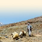 Text: "LAND UND LEUTE". Ein Hirte steht auf einer kargen, steinigen Landschaft mit mehreren Schafen. Im Hintergrund Berge.