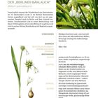 WUNDERLAUCH – DER „BERLINER BÄRLAUCH“. Illustration einer Pflanze mit weißen Blüten und einem Zwiebelboden. Texte beschreiben Herkunft, Vorkommen und Sammelzeit.