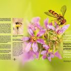 Schwebfliegen Syrphidae. Übernehmen wichtige Funktion als Bestäuber. 31% der Arten gefährdet. Rückgang bis zu 97%.
