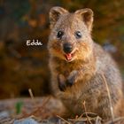 Text: "Edda". Ein Quokka mit fröhlichem Gesichtsausdruck steht auf einem Boden aus Stroh und Blättern, Hintergrund unscharf.