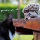 "Daphne + Vincent" steht auf einem Bild. Ein Igel schaut eine Katze über eine Holzfläche hinweg an.