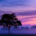 Ein einzelner Baum steht in einer Nebellandschaft bei Abenddämmerung, der Himmel ist lila und rosa mit einem sichtbaren Mondsichel.