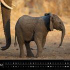 Text: "Namibia 12", "Afrikanischer Elefant, Etosha National Park". Ein Elefantenkalb steht auf trockenem Boden neben einem großen Elefantenbein.