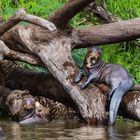 Ein Otter liegt entspannt auf einem umgestürzten Baumstamm, während ein anderer im Wasser daneben schwimmt.