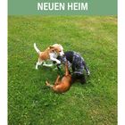 Text: "III. DIE PRÄGUNG IM NEUEN HEIM". Drei Hunde spielen auf einer grünen Wiese.