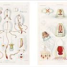 Links "MEDUSAE 875-886", "ANTHOMEDUSAE"; rechts Illustrationen von Medusen mit symmetrischen Strukturen und Tentakeln.