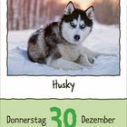 „Donnerstag 30 Dezember“, darunter das Wort „Husky“. Ein Husky sitzt im Schnee, der Hintergrund ist bokeh-haft verschwommen.