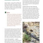 Mikrohabitat Fugen & Ritzen. Don’ts: Finger weg von Herbiziden und Fungiziden! Bild zeigt Pflasterfugen mit Pflanzen.