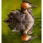 13 MÄR/APR, MO 29–SO 04. Ein Haubentaucher mit Küken auf dem Rücken spiegelt sich im Wasser.