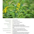 Agrimonia eupatoria, Rosengewächse, Juni–September, Kraut, Blüten. Adstringierend, nicht für Kinder unter 12 geeignet.