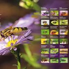 29 Schwebfliegenarten werden vorgestellt. Fliegen reiben Vorderbeine für Sauberkeit und Sinneseindrücke. Nahaufnahme einer Schwebfliege auf einer Blume.