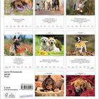 Januar: "Hunde erfassen die Welt durch die Nase." 
März: Fünf Hunde. 
April: Ein Hund auf einem Baumstamm. 
Mai: Hund in Mohnblumen. 
Juli: Zwei Welpen. 
Oktober: Hund mit Blatt. 
Dezember: "Welpen sind wie kleine Kinder." 
Zweiter Dezember-Text: "Glück ist ein schlafender Hund."