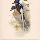 "Blauappenliest (Tanysiptera Sylvia)", Kalender: 15-21 März 2027. Illustration von zwei farbenfrohen Vögeln auf einem Ast.