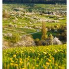 14 April, Mo 05 Di 06 Mi 07 Do 08 Fr 09 Sa 10 So 11. Blühende Obstbäume in einer hügeligen Landschaft.