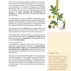 Odermennig: Helfer für Leber und Darm. Beschreibung der Pflanze und Anwendung zur Linderung von Durchfall und Entzündungen.