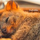 Der Text "Mathilda" ist über einem schlafenden Quokka zu sehen. Das Tier liegt entspannt mit geschlossenen Augen.