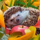 Text "Pablo". Ein Igel liegt eingerollt auf buntem Herbstlaub neben einem roten Apfel.