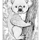Eine detaillierte Zeichnung eines Koalas, der an einem Baumstamm sitzt, umgeben von Blättern.