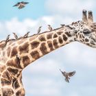 Eine Giraffe mit mehreren Vögeln auf ihrem Hals, ein blauer Himmel im Hintergrund.